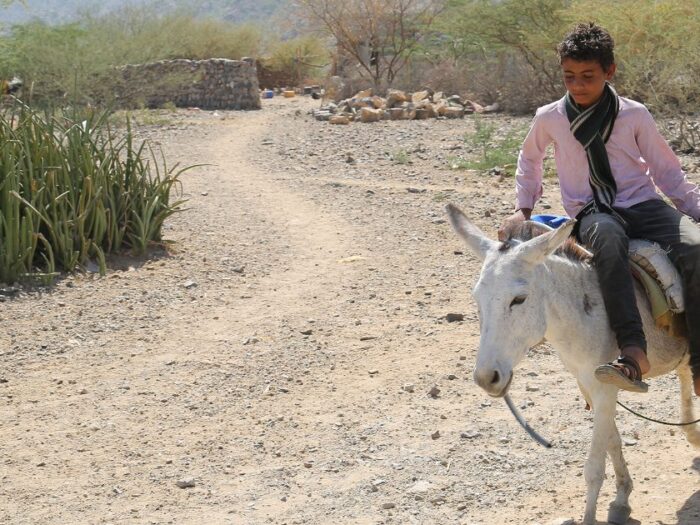 a young yemeni boy called ahmed riding at the back of a white donkey while holding a water container