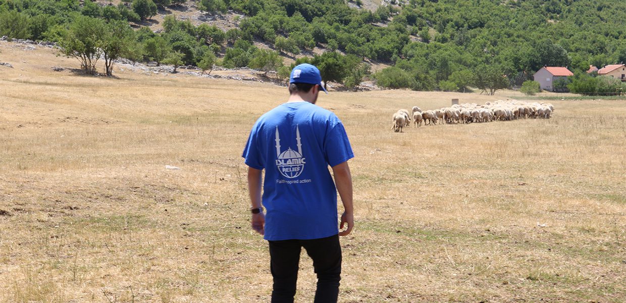 ISLAMIC RELIEF staff member stands in a field with sheep in the background