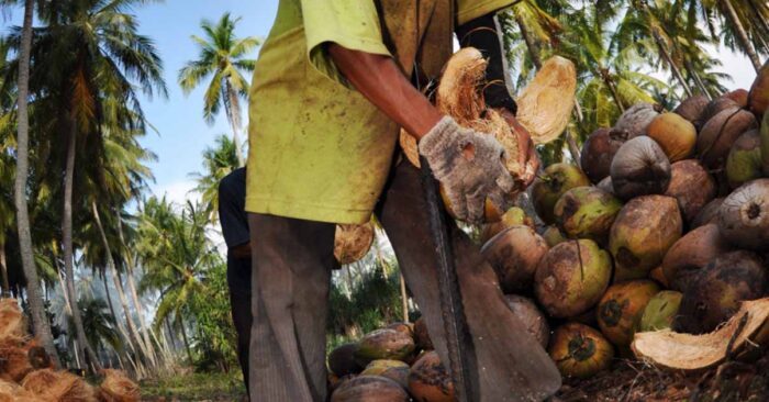 a man cutting coconuts