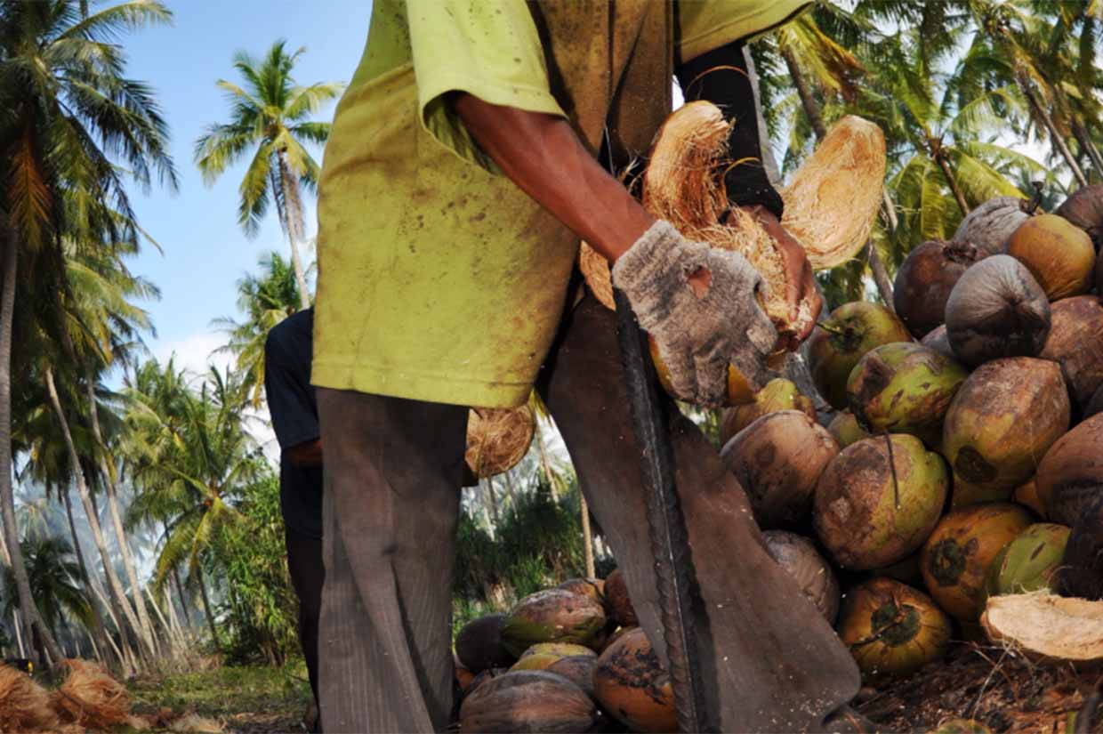 a man cutting coconuts