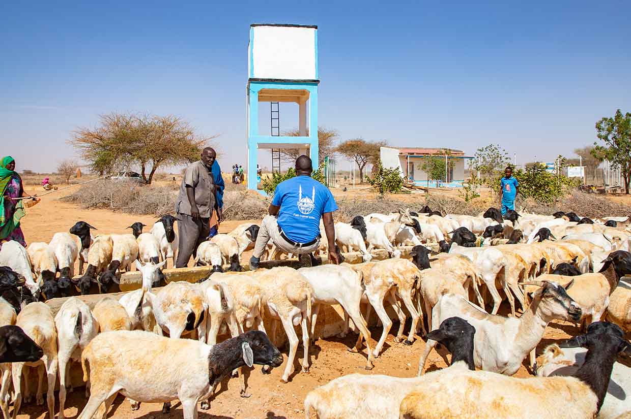 a herd of goats drinking water from a grazing well livestock rearing