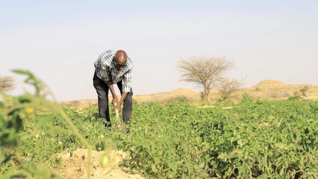 mohammed a somalian man harvesting from his garden