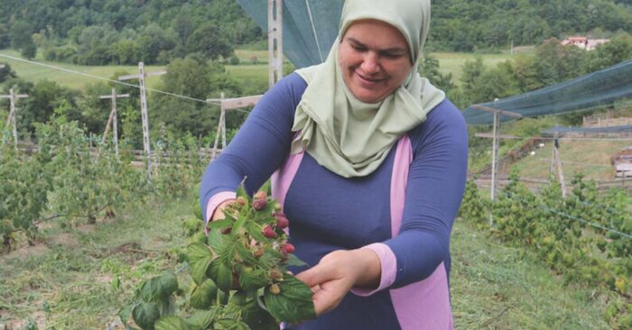 women smiling and picking raspberries at raspberry farm