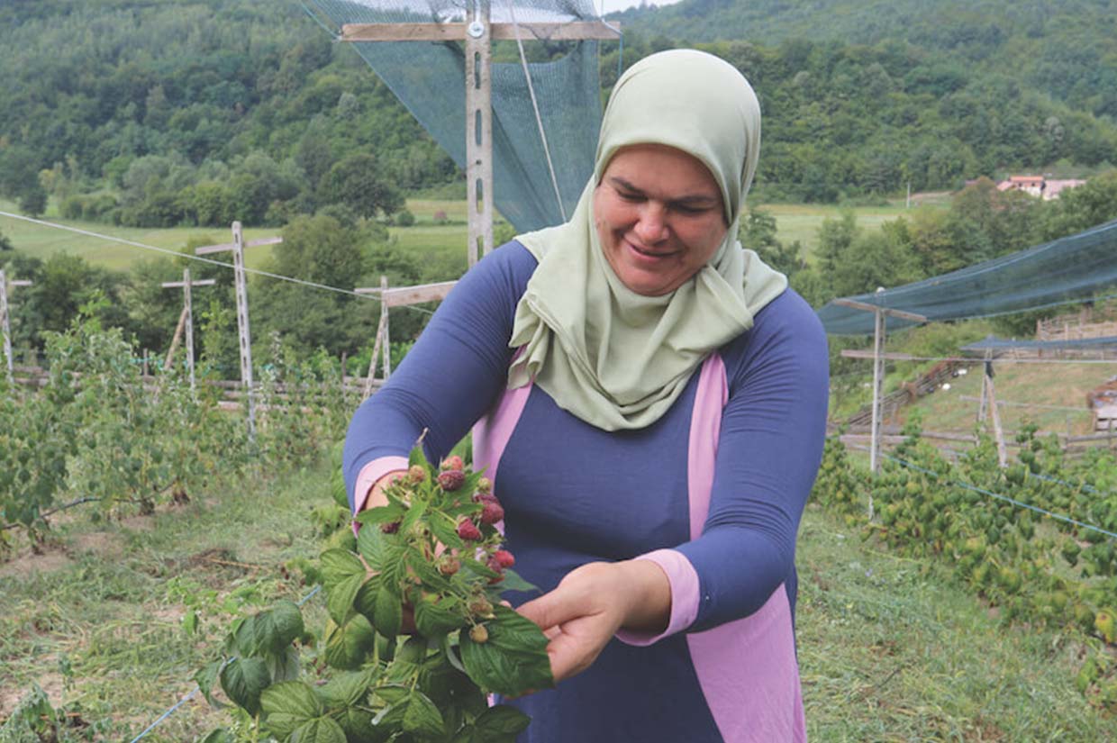 women smiling and picking raspberries at raspberry farm