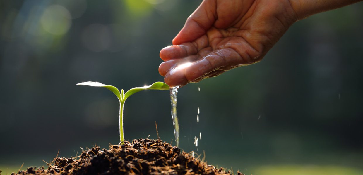 hand pouring water onto shoot of a plant