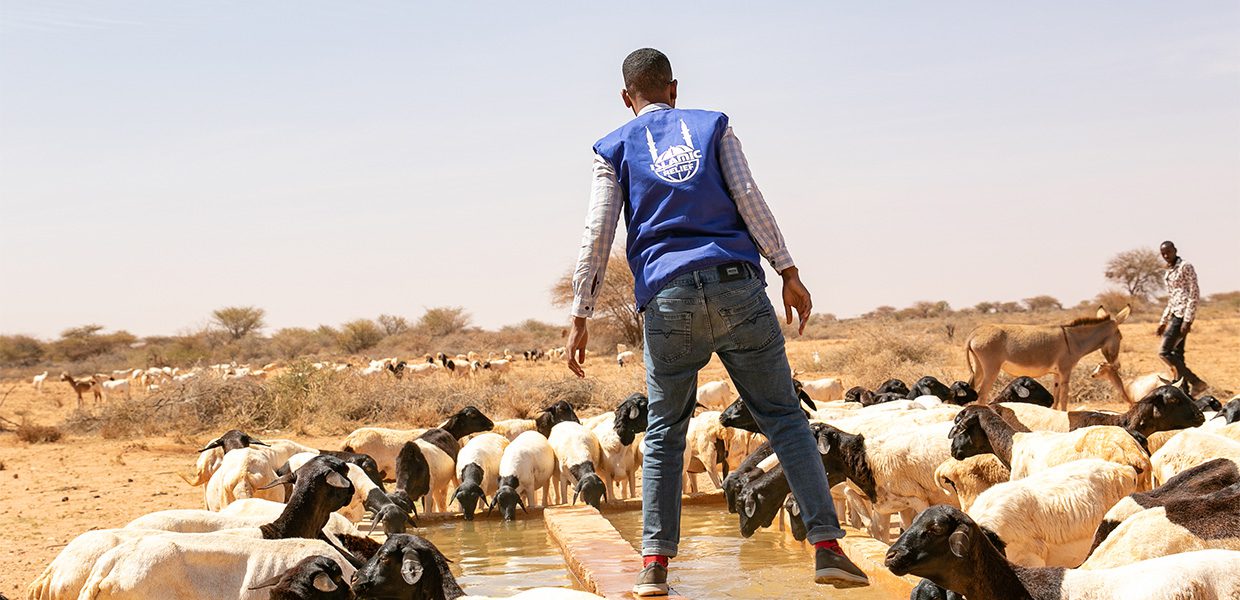 Islamic Relief staff member in a baron field as sheep come to a water source to drink water.