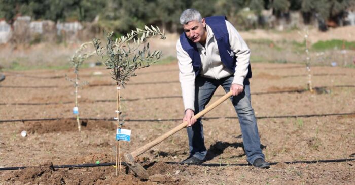 man in palestine digging the soil to plant trees
