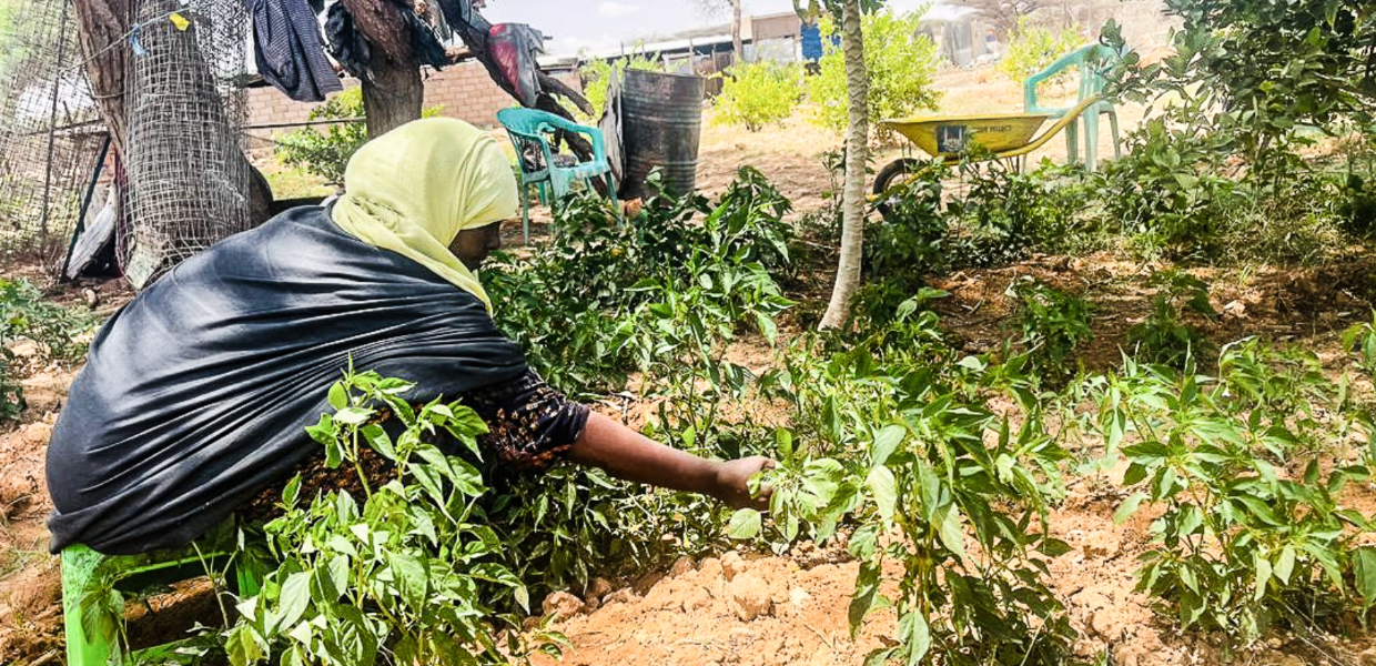 a somalian man handling his crops